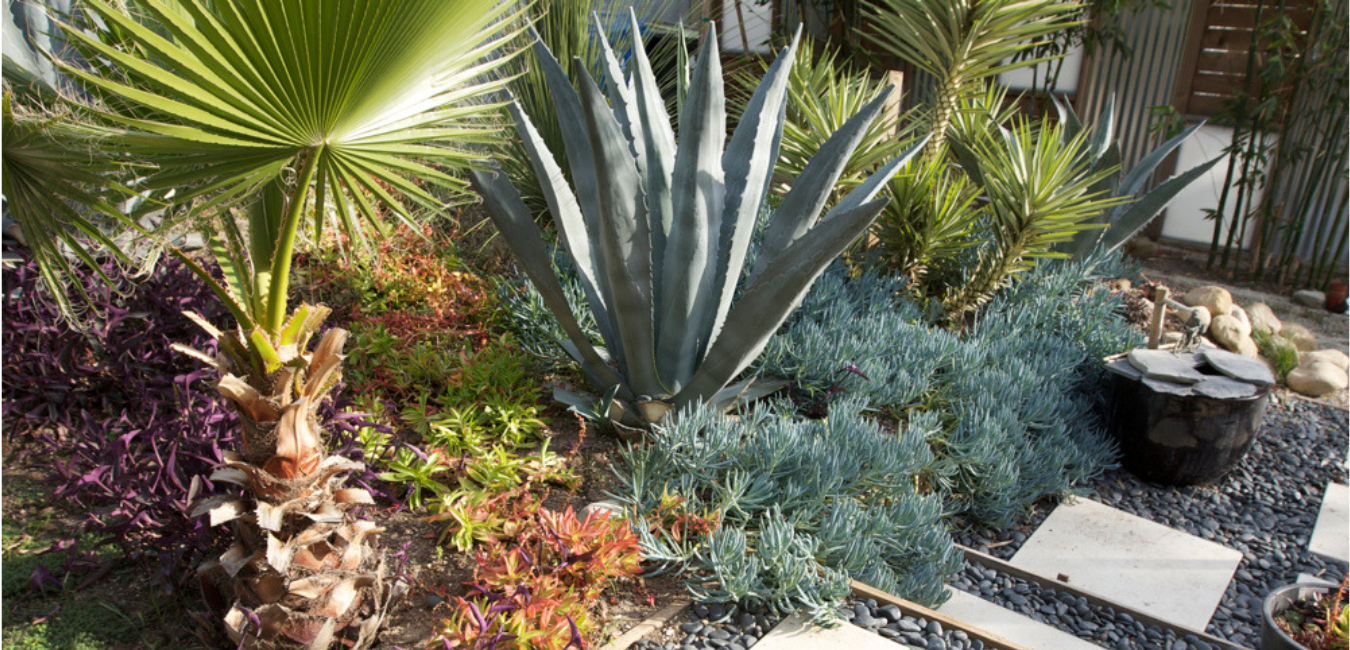 What is Xeriscaping_ - Caribbean Dreams Landscapes - Phoenix Arizona